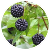 Siberian Ginseng